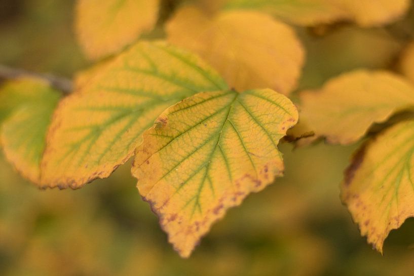 Herfstbladeren in geel - groene kleuren van Marianne Twijnstra