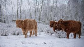Scottish Highlanders on a walk...