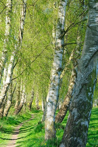 Birkenweg by Ostsee Bilder