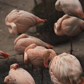 Flamant rose sur Tamara S.