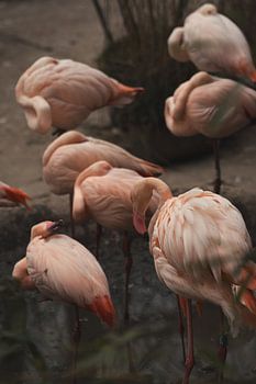 Rosaflamingo