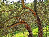 I Want To Be A Tree by Dorothy Berry-Lound thumbnail