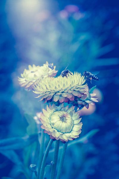 Bienen auf Blumen von Ribbi