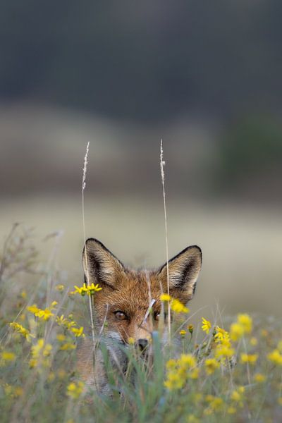 Vos in de duinen van Joy van der Beek