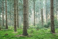 Light in the forest with moss