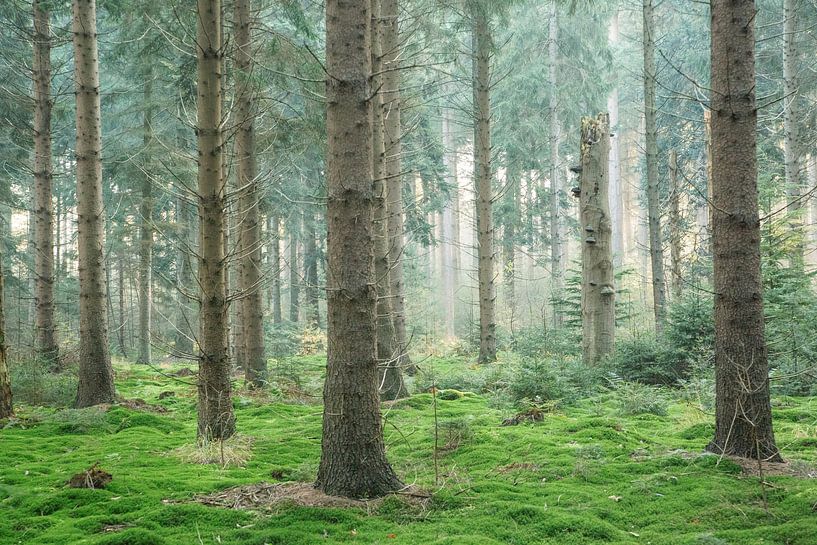 Lumière dans la forêt avec de la mousse par Kay Wils