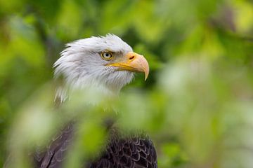 Pygargue à tête blanche sur Sturm Unger