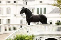 Horse and Soestdijk Palace