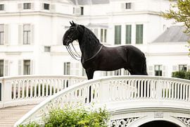 Pferd und Schloss Soestdijk von Keeley Wit