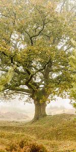 Eiche auf der Heide.