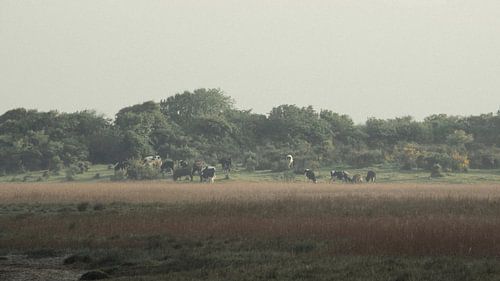 Grazend vee op Skarregaard