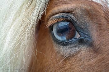 Macro photo of a horse's eye