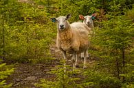 Nieuwsgierige schapen tijdens wandeling Noorwegen van Margreet Frowijn thumbnail