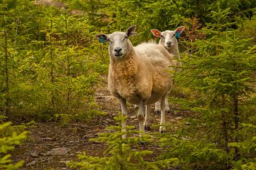Nieuwsgierige schapen tijdens wandeling Noorwegen