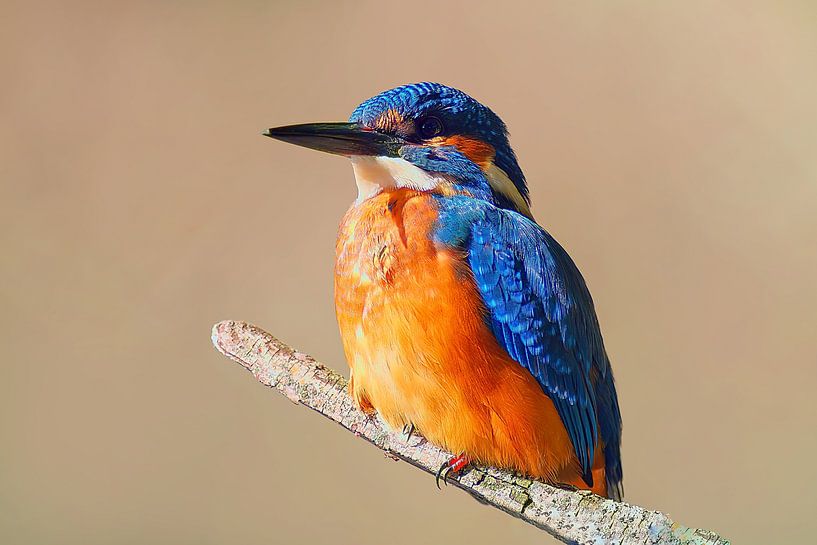 Bunter Eisvogel Vogel sitzt auf einem Ast an einem sonnigen Morgen von Mario Plechaty Photography