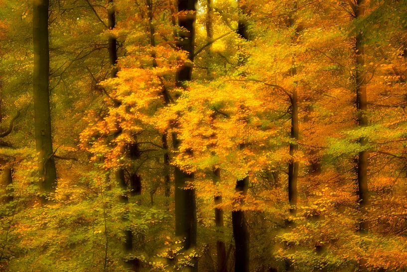 Autumn forest by Antwan Janssen