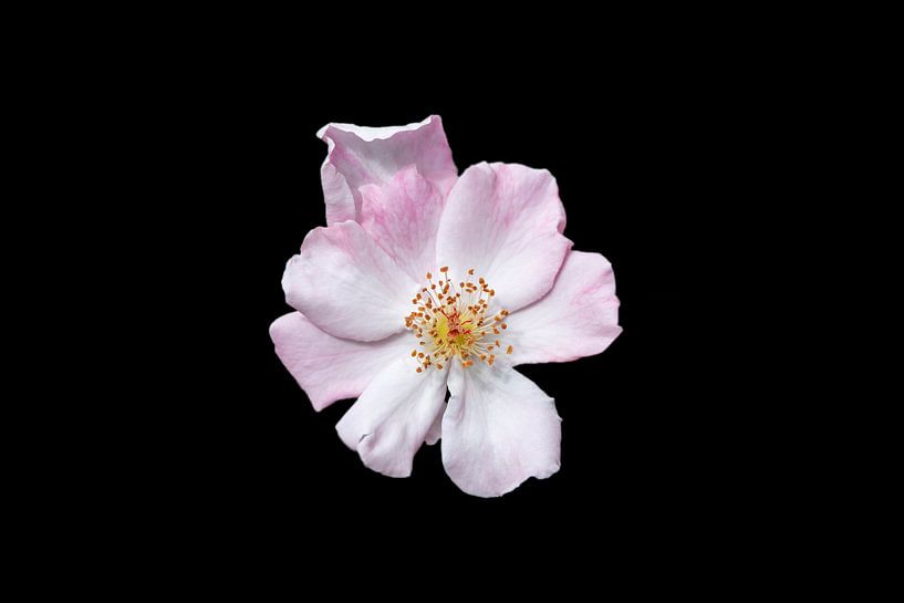 macro of a rose with a golden heart by Ribbi