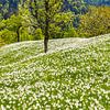 Jonquilles blanches à Golica, Slovénie sur Henk Meijer Photography