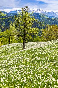 Weiße Narzissen in Golica, Slowenien