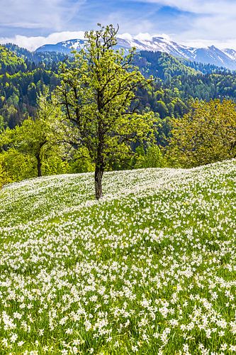 Witte narcissen in Golica, Slovenie