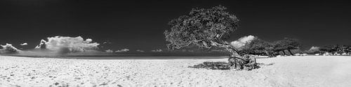 Boom op Eagle Beach op Aruba- Zwart-wit beeld.
