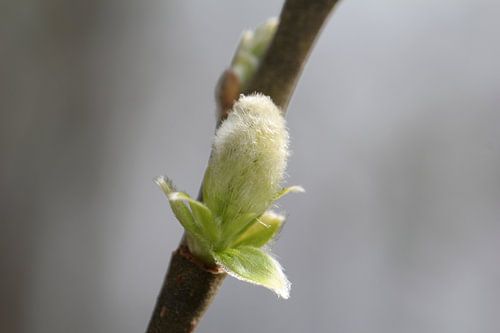 Tiny plant