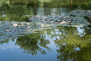 Seerosen und Spiegelung von Bäumen