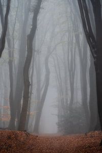 Photographie de forêt "Daydream" (rêve)
