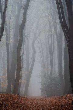 Photographie de forêt "Daydream" (rêve) sur Björn van den Berg