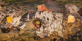 Scène d'automne sur une souche d'arbre sur Michel Seelen