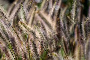 Herbe sur Rob Boon