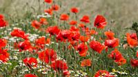 Poppies