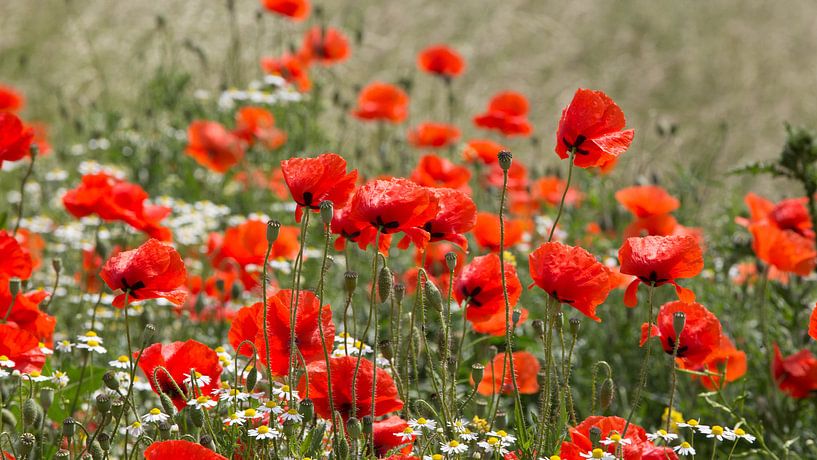 Poppies by Ab Donker