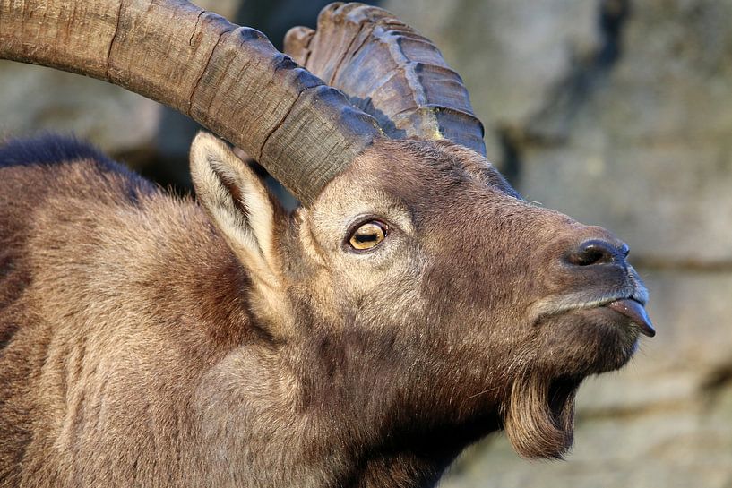 Alpine Ibex (Alpine Ibex) by Edwin Butter