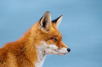 fox against blue sky
