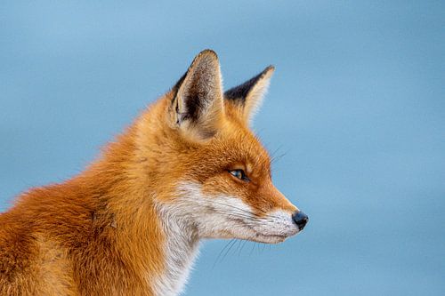 Renard contre ciel bleu