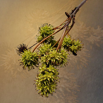 Un copalme d'Amérique en automne