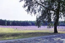Birke am Wegesrand von Joachim Serger