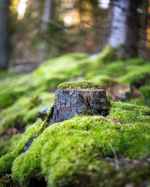 Baumstumpf mit Moos von Bild.Konserve