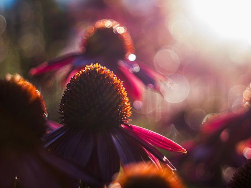 Sonnenhut in der Sonne