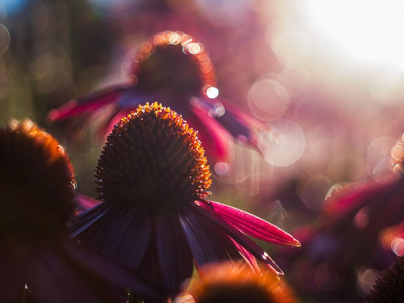 Sun Hat In The Sun by Mr White Takes Pictures