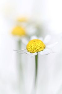 Kamille (2) (bloem, geel, licht, zomer) van Bob Daalder