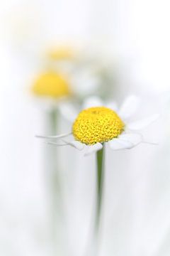 Kamille (2) (Blume, gelb, licht, Sommer) von Bob Daalder