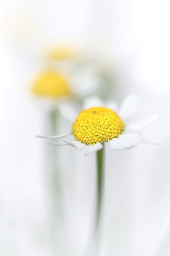 Kamille (2) (Blume, gelb, licht, Sommer)