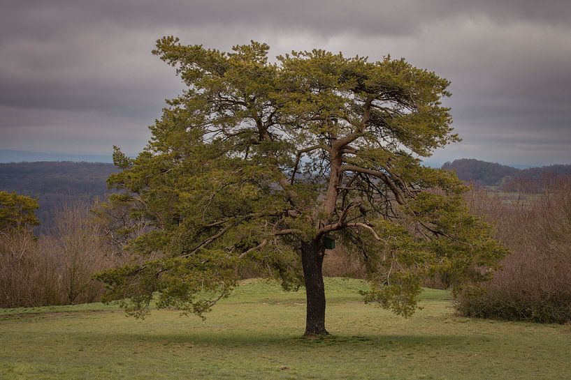 Solitary tree by Krijn van Leeuwen