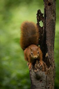 Eichhörnchen von Bart Vodderie