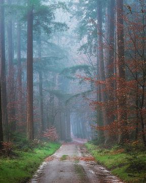 Pad van dennenbomen in de mist. van Richard Nell