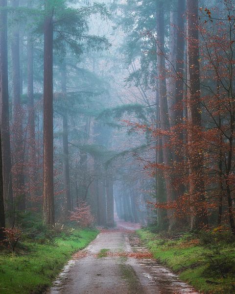 Path of pine trees in the mist. by Richard Nell
