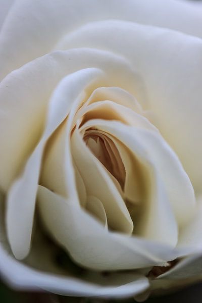 Rose by Clive Lynes
