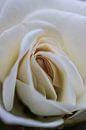 Rose by Clive Lynes thumbnail